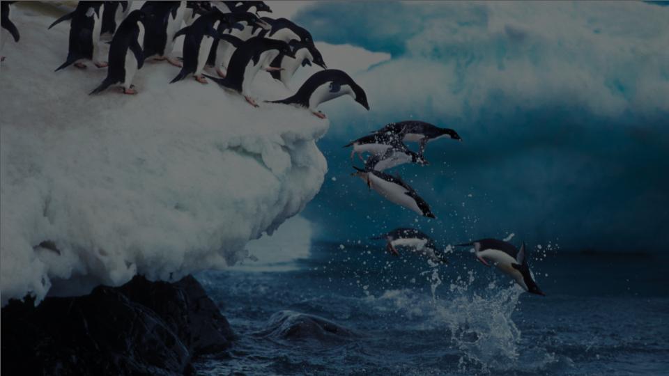 Penguins jumping from ice